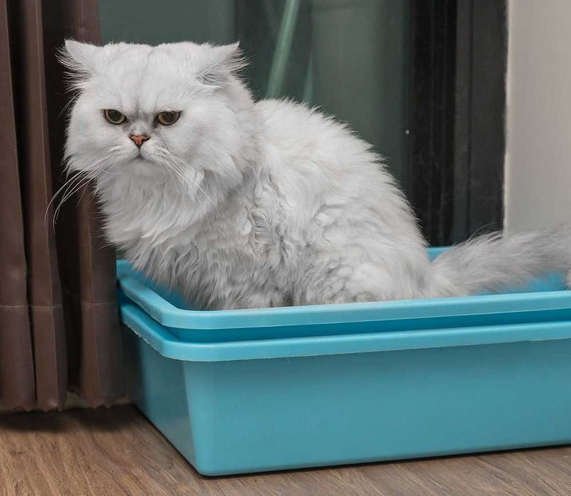 super żwirek dla kota kot żwirek