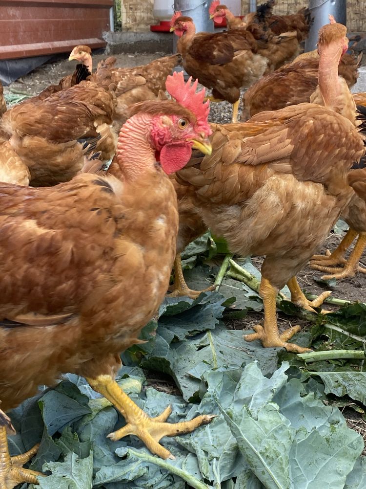 Frangos Caseiros do Campo