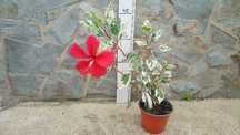 Hibisco variegata de flor vermelha
