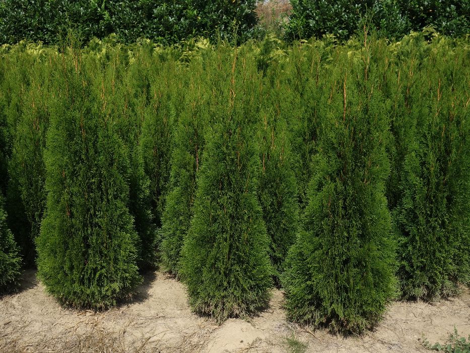 Thuja Smaragd 100,120,140,150,160 cm! Tuja Szmaragd! Dowóz! Sadzimy!