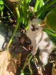 Gatinhos para adoção