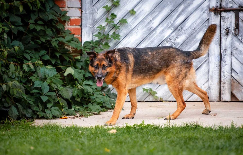 Lizak - fantastyczny, przyjazny, kotolubny psiak!