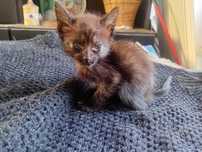 Dou gatinhos bebes