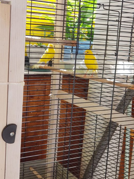 Vende-de 2 canários