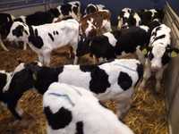 Jałówki Mleczne HF,RW na krowę, 60-100kg dowóz, Cielęta Mięsne