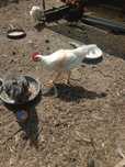 Koguty zdrowe rasy Rossa, leghorn i inne