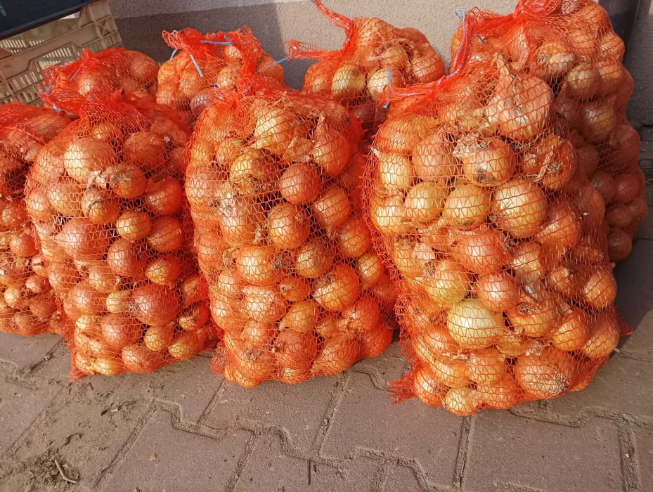 Cebula dymka Herkules