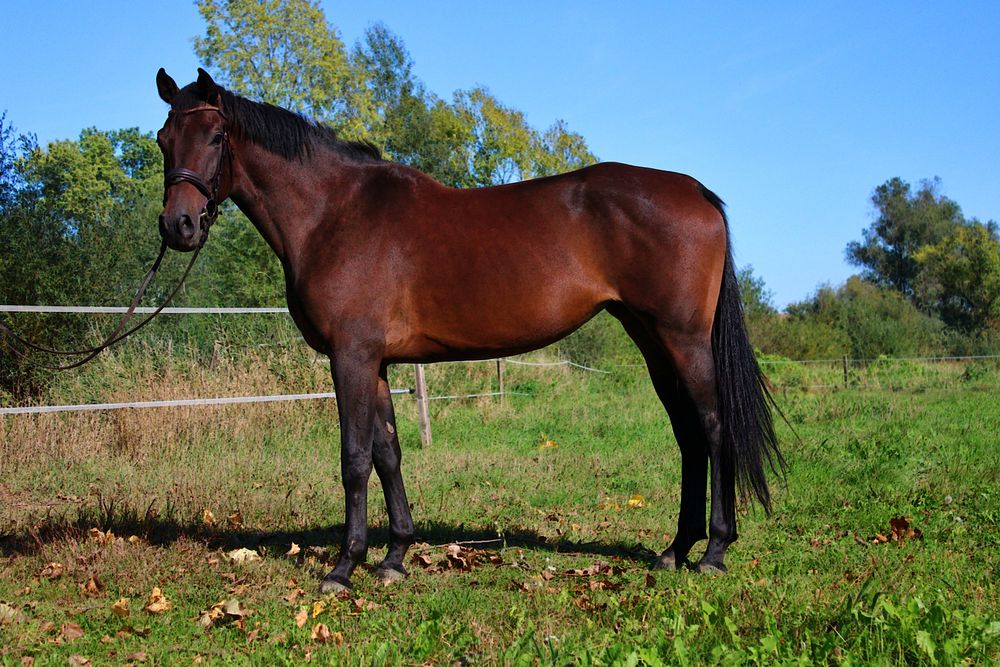 Wysoka klacz  (170cm) pelny TUV