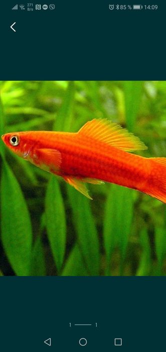 Продам акваріумні рибки меченосці. Акваріумні рибки.