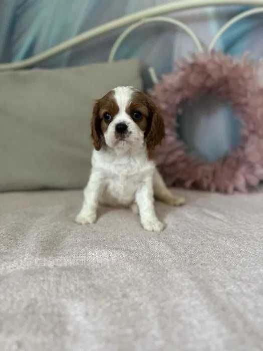 Cavalier King Charles