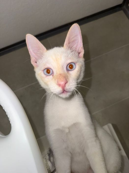 Gumball, para adoção