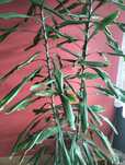 Sprzedam Dracenę 2.5 m wysoka