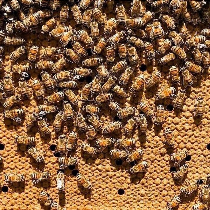 Бджоломатки на травень 2025.