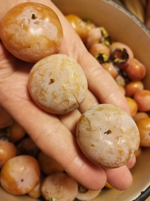 Насіння хурми віргінської 100 шт, врожаю 2025 року