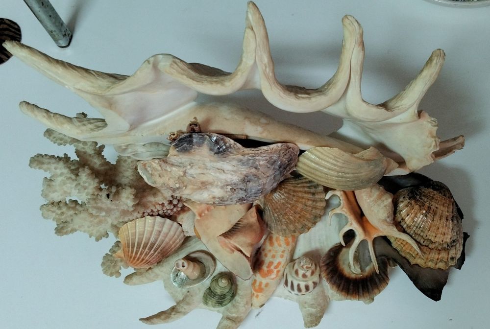 Escultura de conchas originais