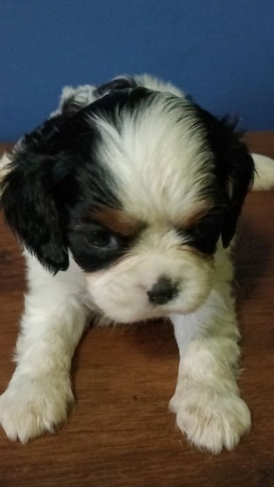 Cavalier King Charles spaniel sunia