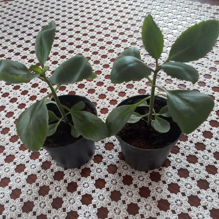 Żyworódka pierzasta Kalanchoe Pinnata