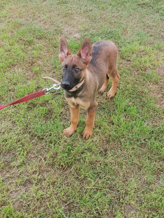 Owczarek Belgijski Malinois