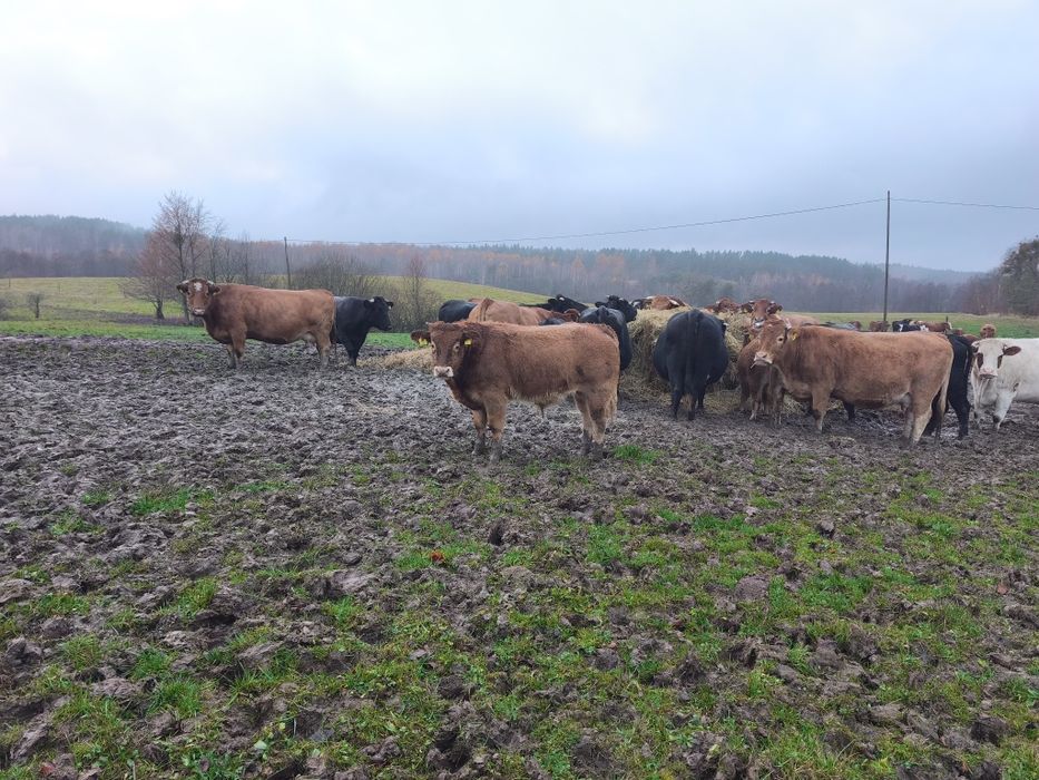 Byczki LM odsadki 10sztuk 8miesięcy