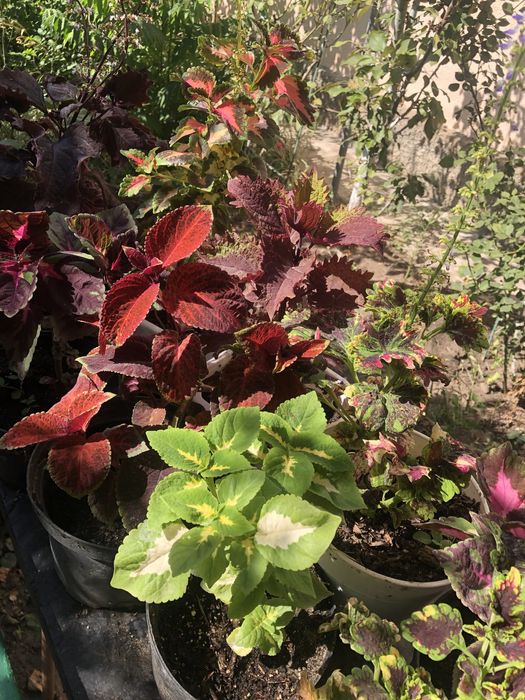 Колеуси, в стаканчиках недорого.