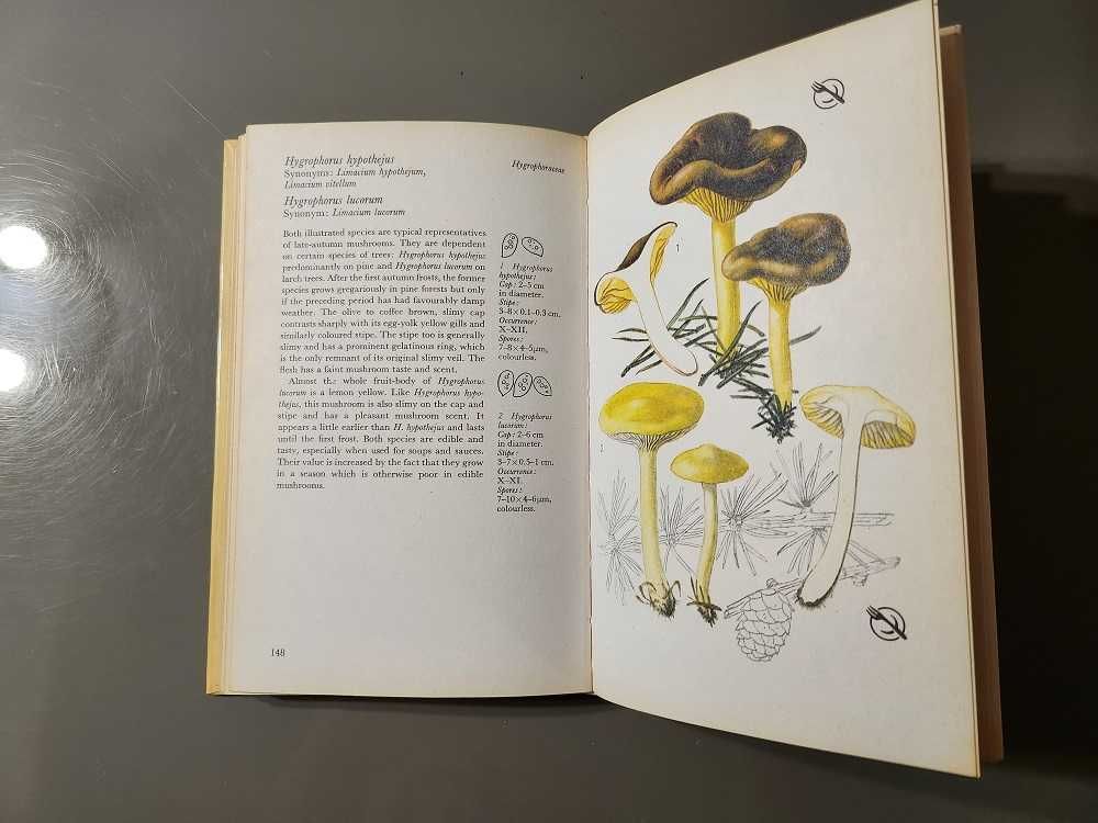 Mushrooms Grzyby (Przewodnik terenowy Magna) w języku angielskim