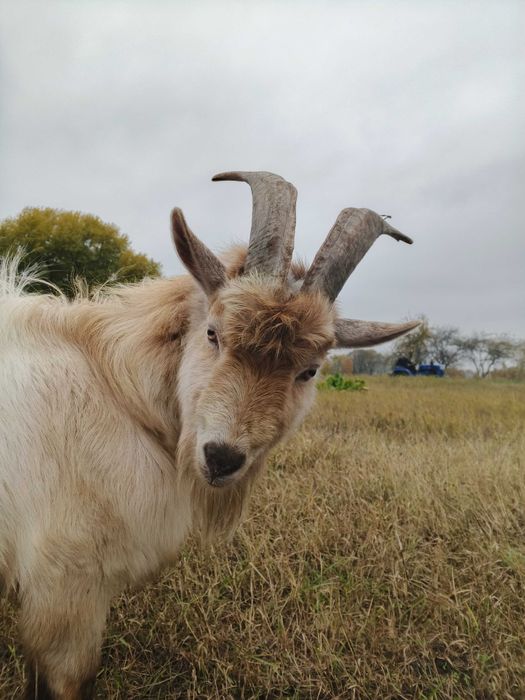 Продамо козла, вік 2 роки