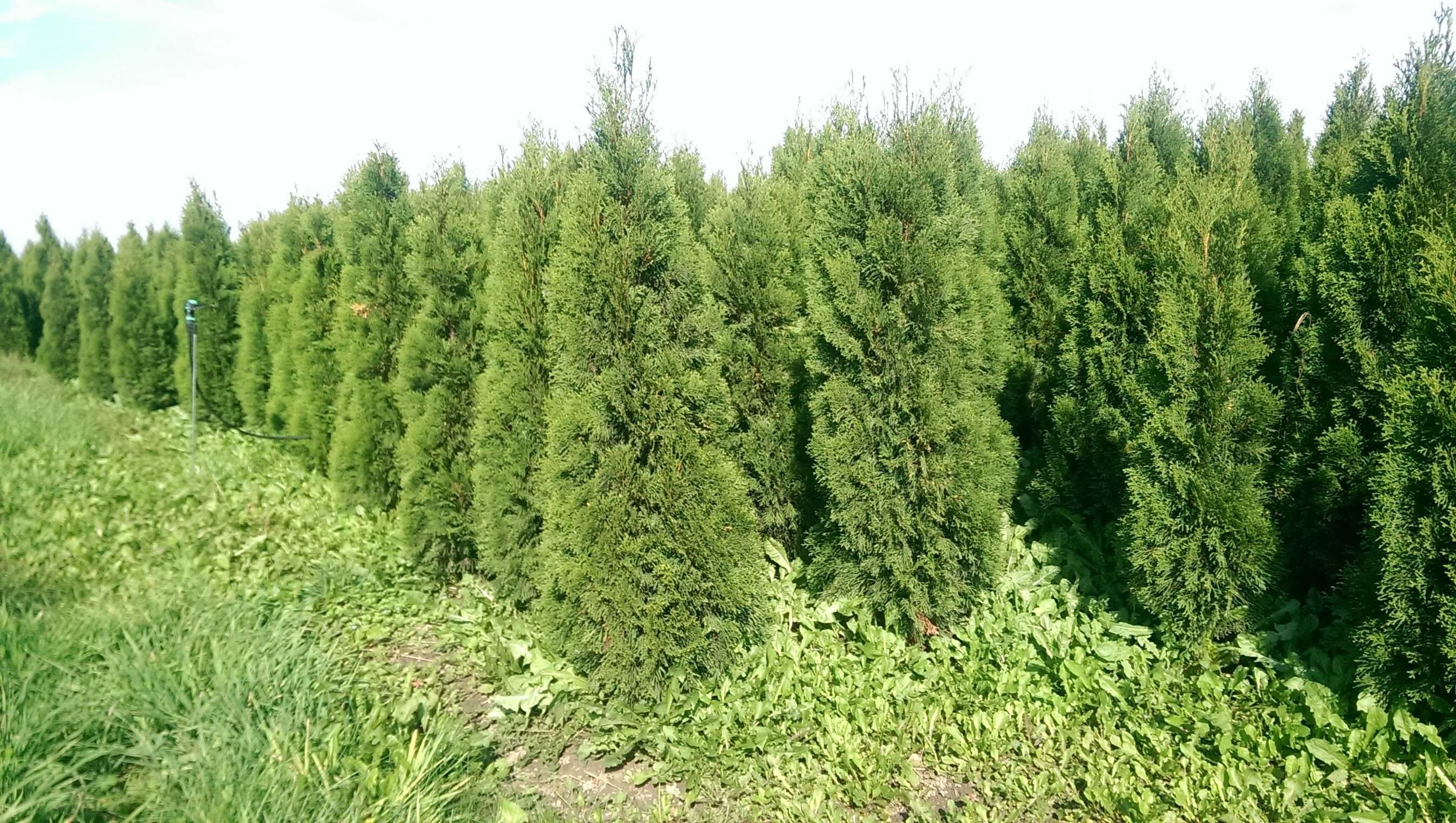 Tuja szmaragd 200-220 cm Balot Thuja smaragd Trans gratis Piła