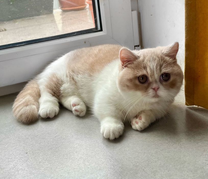 Jedyny w Polsce i rzadki w Europie kot minuet/napoleon WCF