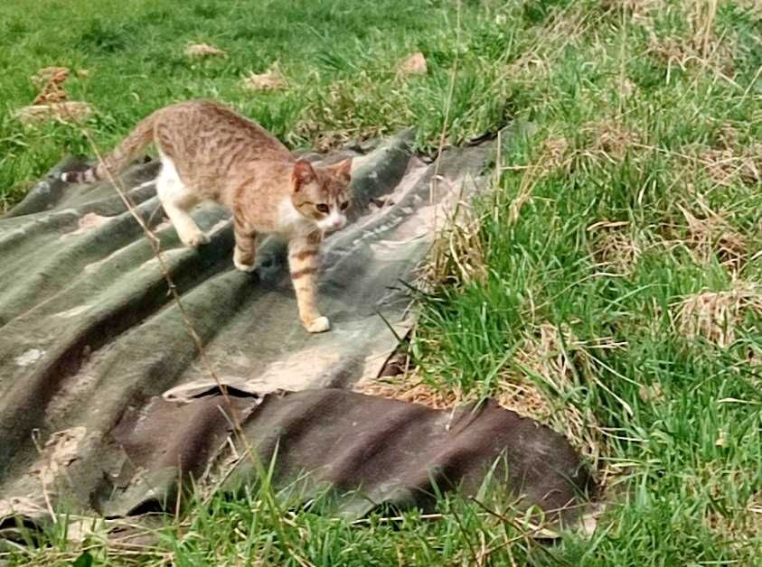 Kocurek Cezar z różowym noskiem szuka domu...