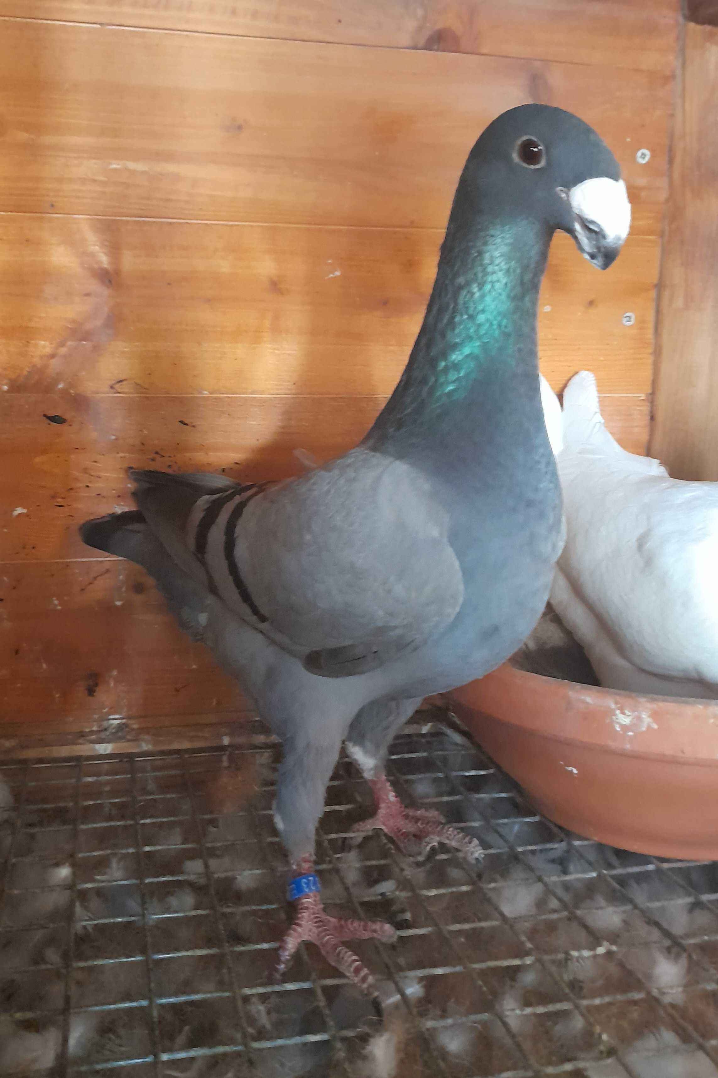 Pombos Beleza Alemã