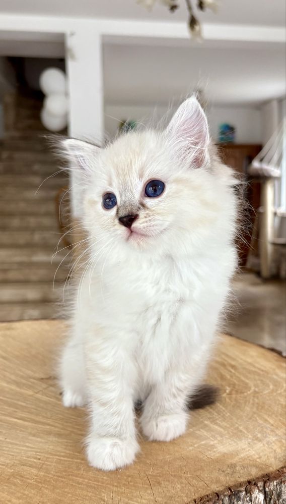 Ragdoll FPL kotka RAG n 04 21 z uprawnieniami hodowlanymi