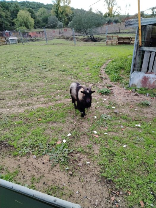 Vendo ou troco chibo