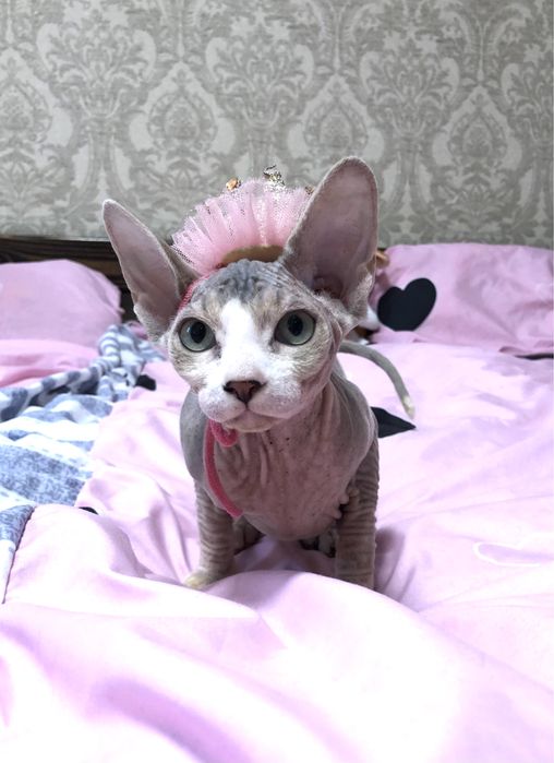 Канадский сфинкс