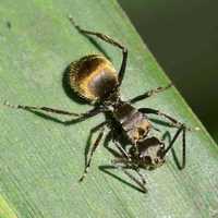 Мурахи муравьи Polyrhachis dives (ткачи) экзотические формикарий