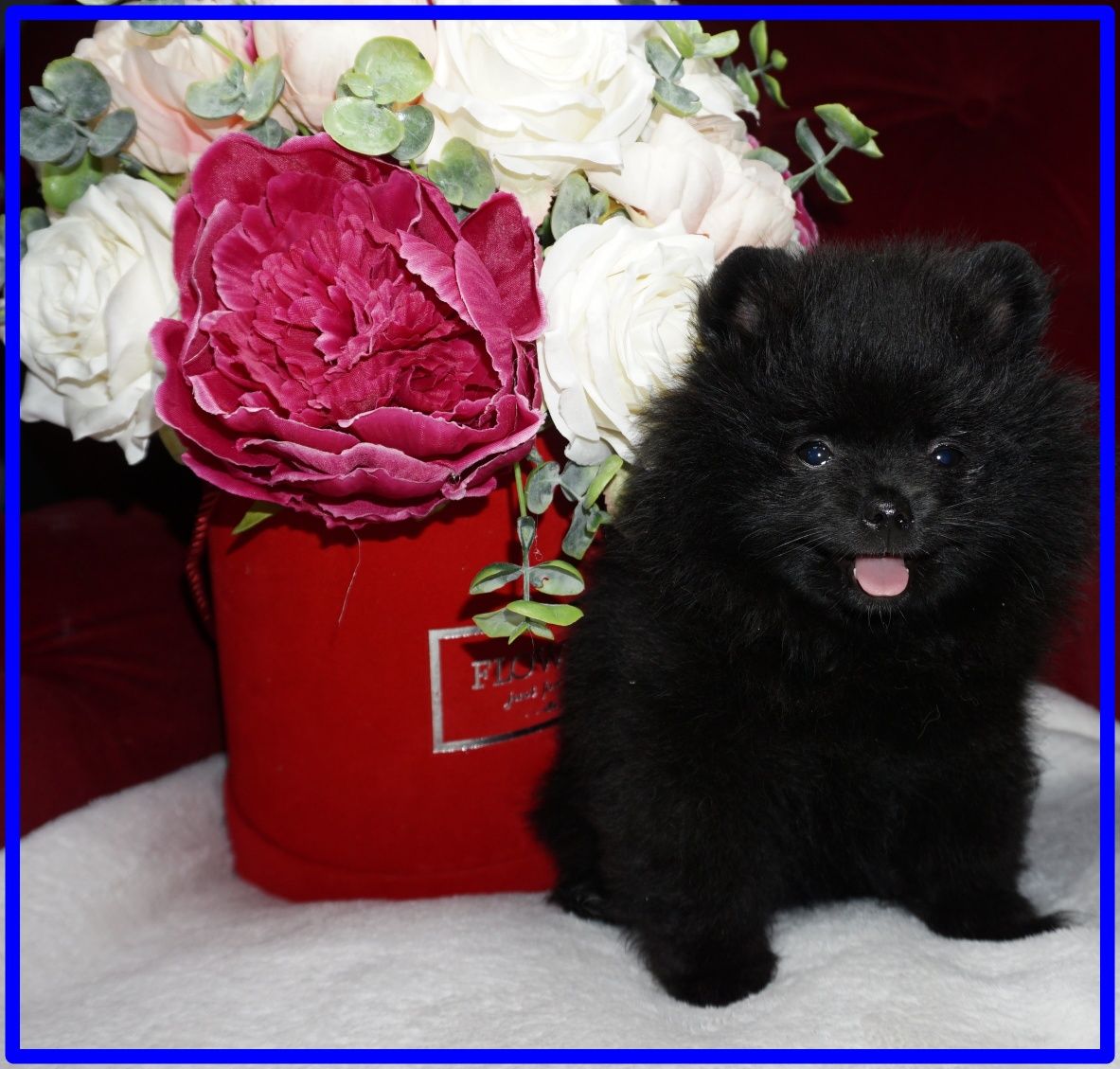 Szpic miniaturowy pomeranian