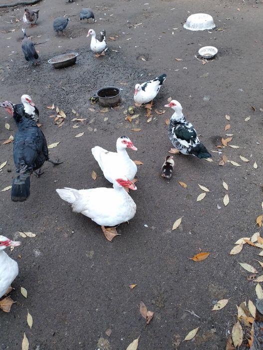 Zamienię kaczki na perliczki