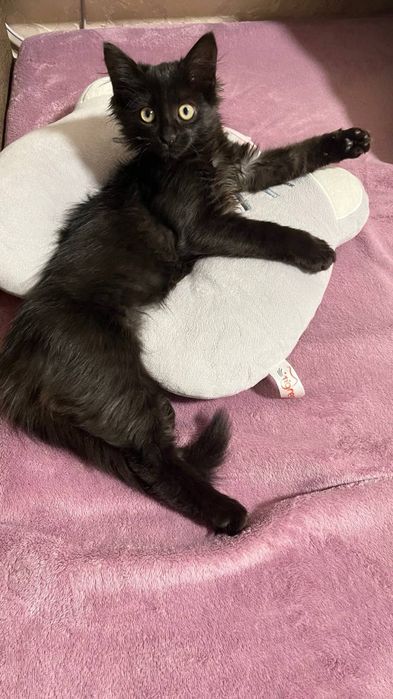 Кошеня маленьке ручне, віддамо в хороші руки