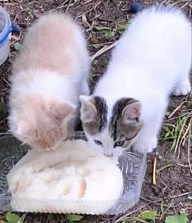 Белые плюшевые котята 2мес кошеня котенок белый белая кішечка