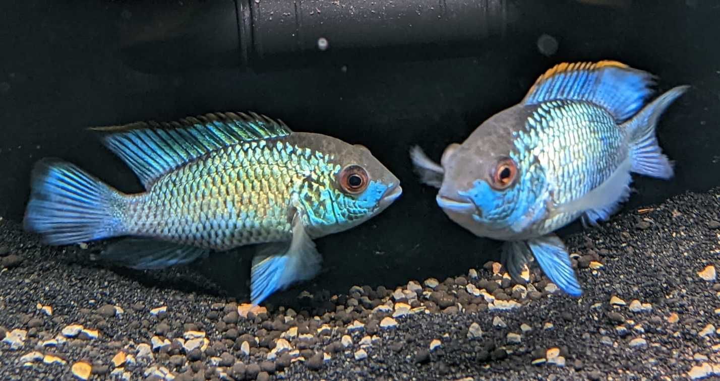 GB Akara Electric Blue - dowóz ryb!