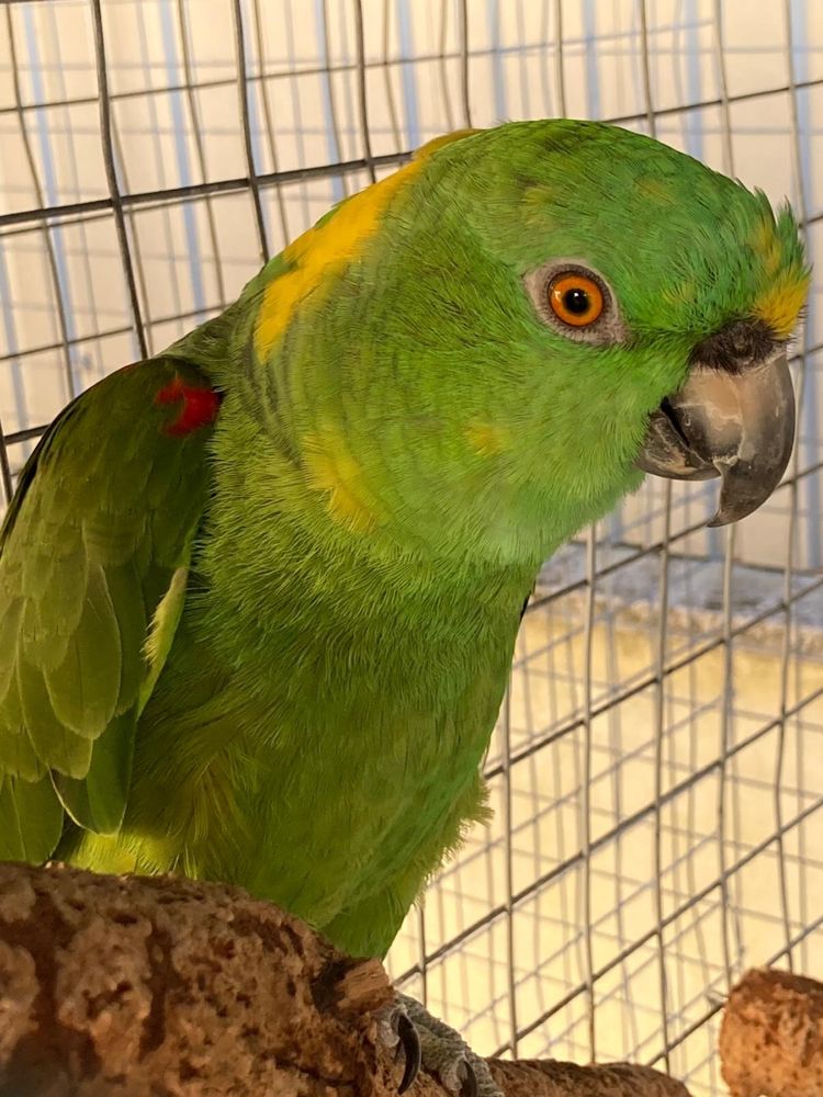 Papagaio auropaliata macho adulto