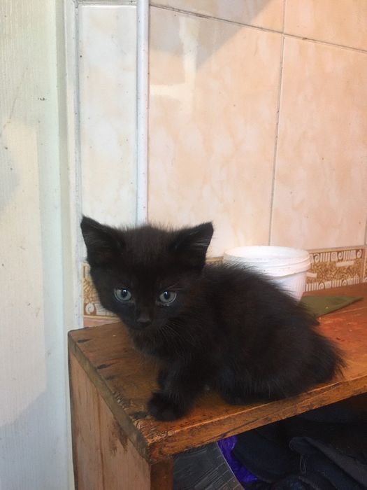 Кицю в добрі руки