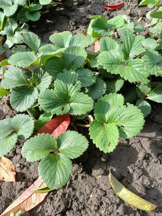 продам рассаду клубники