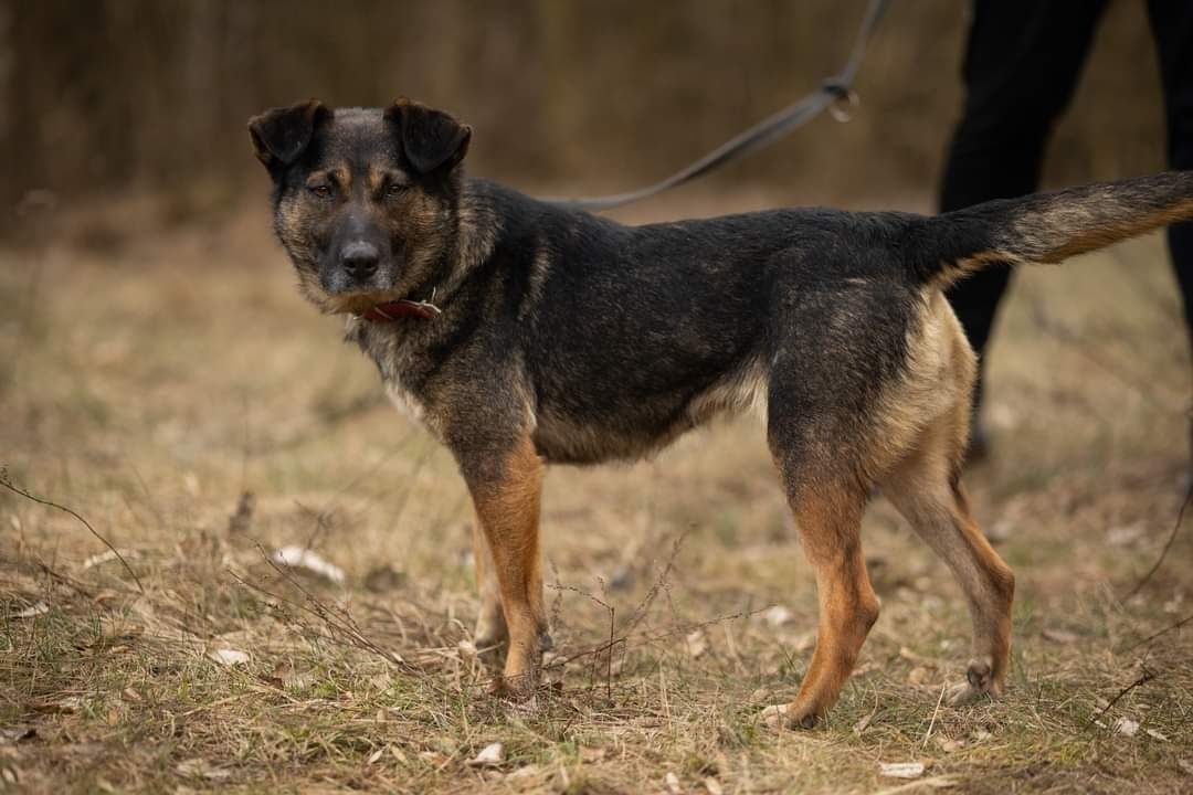 Kochana 4latka, Afera, szuka domku!