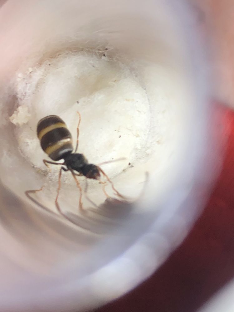 Мурашині матки Lasius Niger, Lasius sf