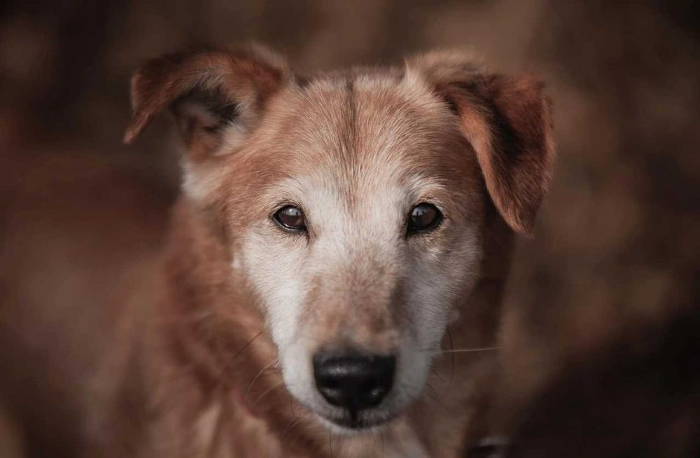 Winnie - zawsze uśmiechnięty cudowny psiak ADOPCJA