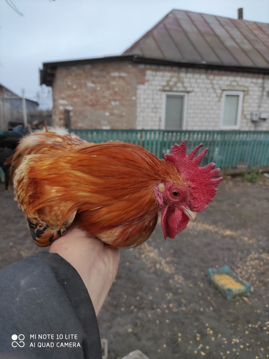 Продам карликовых курей.