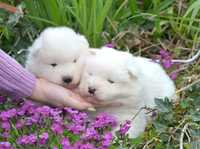 Śliczne samoyed,samojed