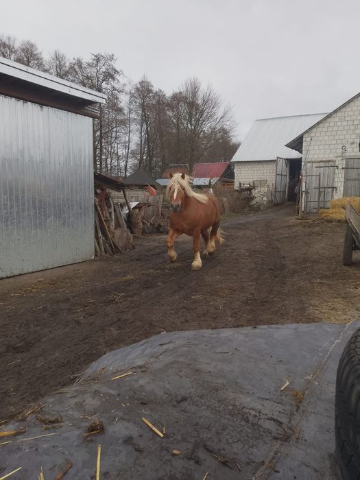 Ogier w typie sokólskim
