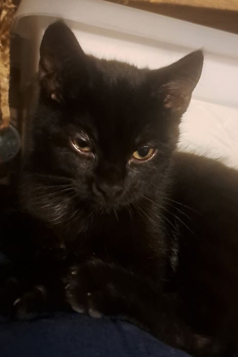 Czaruś poleca się do adopcji