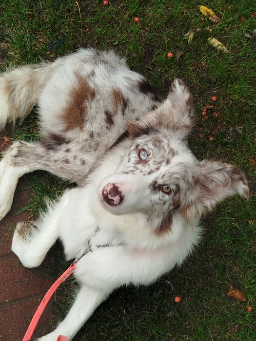 Border collie Red merle ZKwP